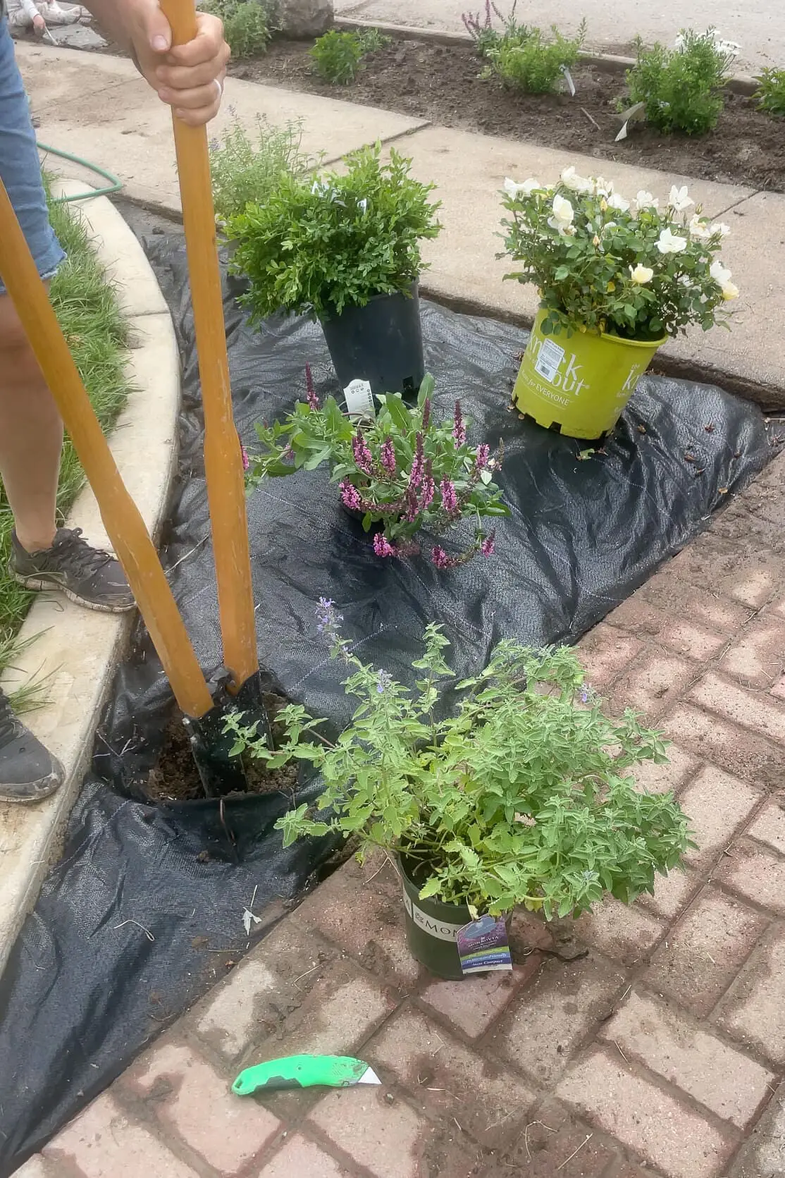Digging a hole to plant a shrub. 
